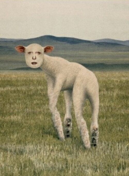 THORNAPPLE Mini Album - Animal